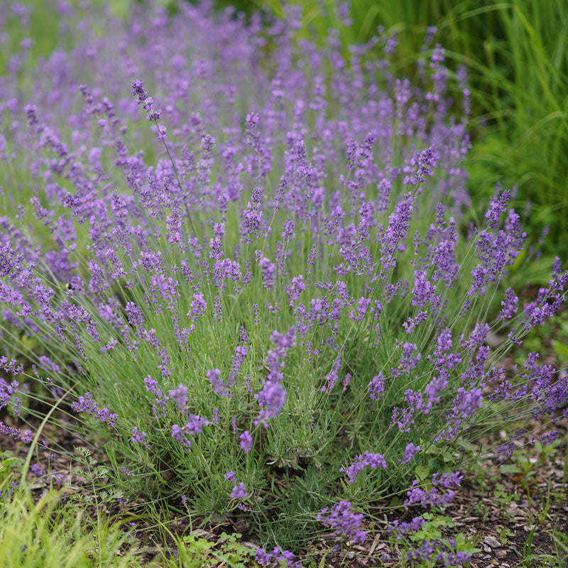 English lavender, or Lavandula angustifolia, growing in a perennial garden with purple flowers.