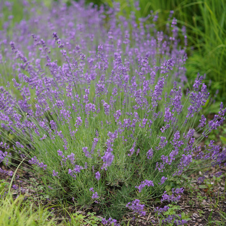 English Lavender (Lavandula) Hidcote Blue | Two Live Herb Plants | Non-GMO,  Perennial in Zones 5 to 8, Mosquito Repellent Plant