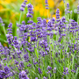 Close up image of vibrant purple lavender flowers