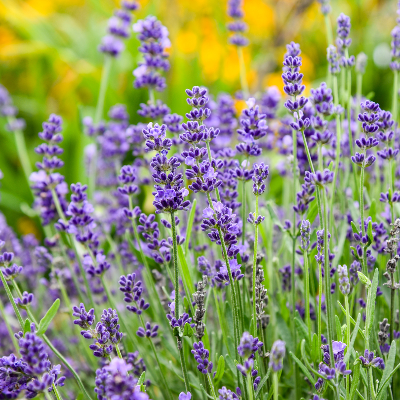 Close up image of vibrant purple lavender flowers