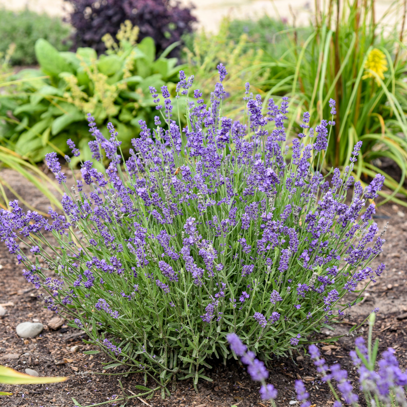 potted lavender plants for sale 'Summer Serenade' Lavender