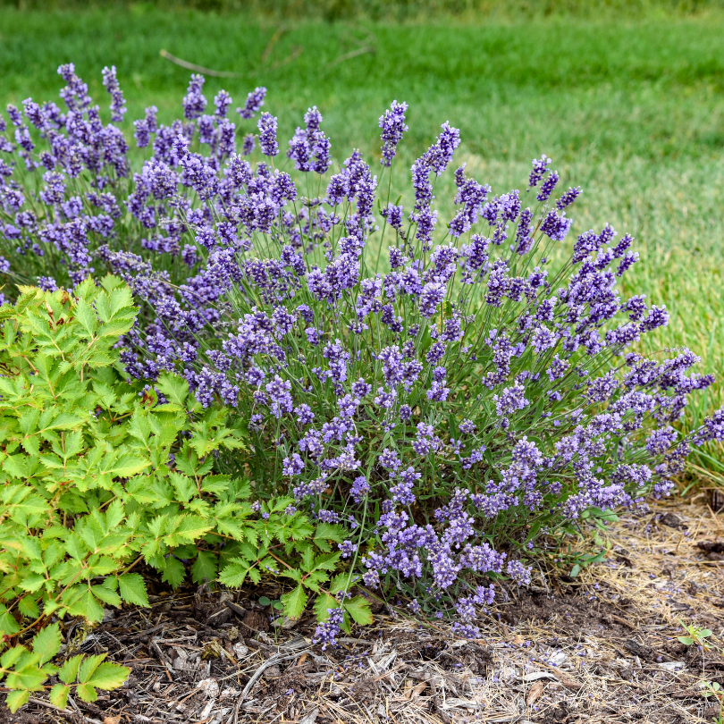 season for lavender plants Summer Serenade' Lavender