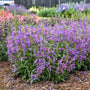 Rangée de fleurs violettes de la pensope 'Lavender Sapphires' dans un jardin avec du paillis et d'autres plantes.