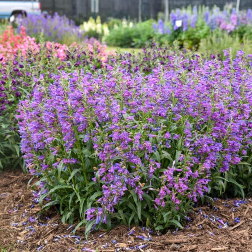 Rangée de fleurs violettes de la pensope 'Lavender Sapphires' dans un jardin avec du paillis et d'autres plantes.