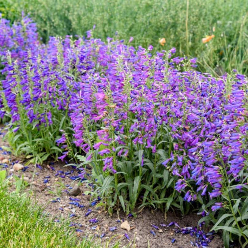 Fleurs violettes de la pensoptère 'Lavender Sapphires' dans un jardin.