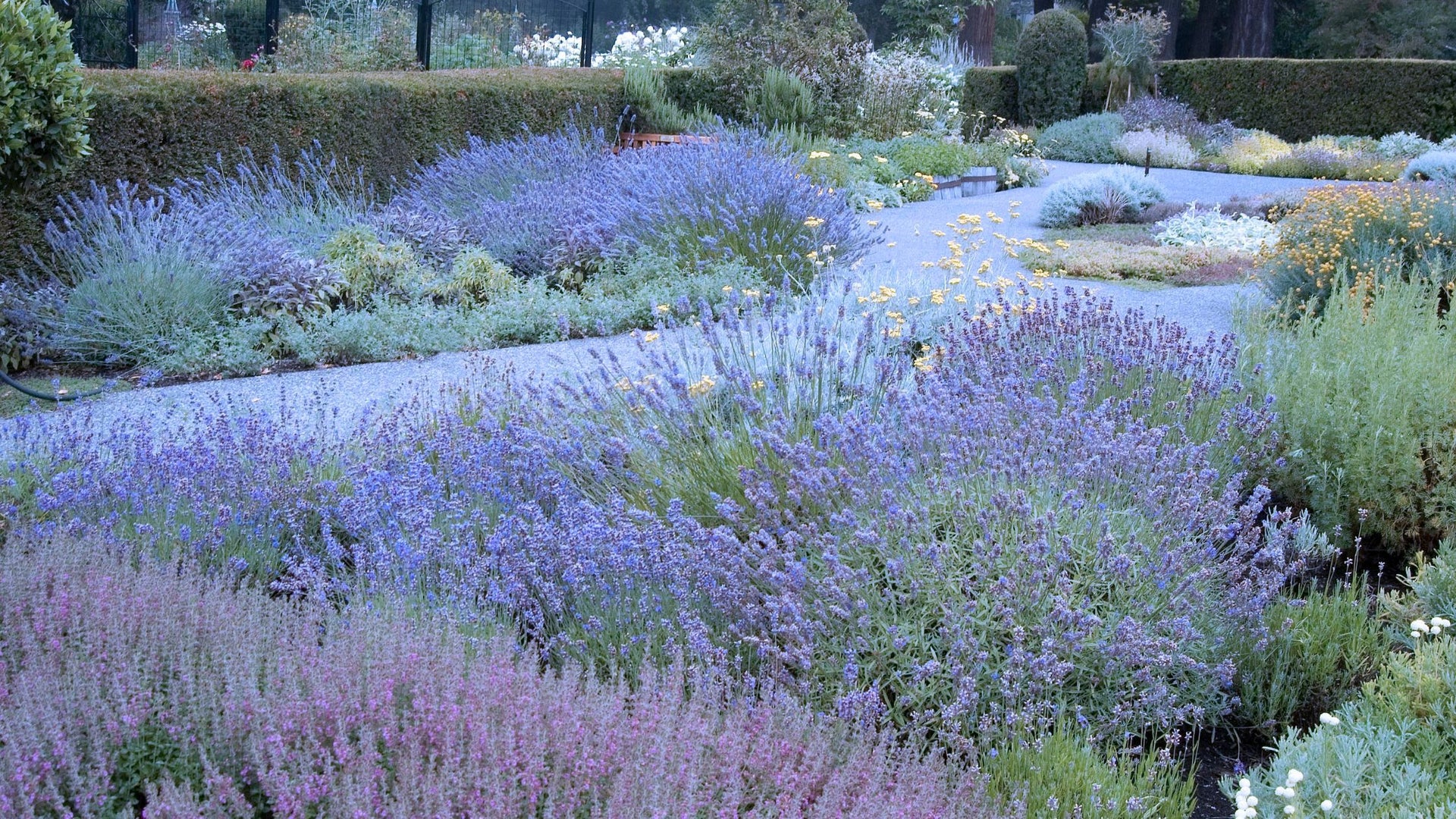 Shade-Tolerant Varieties of Lavender