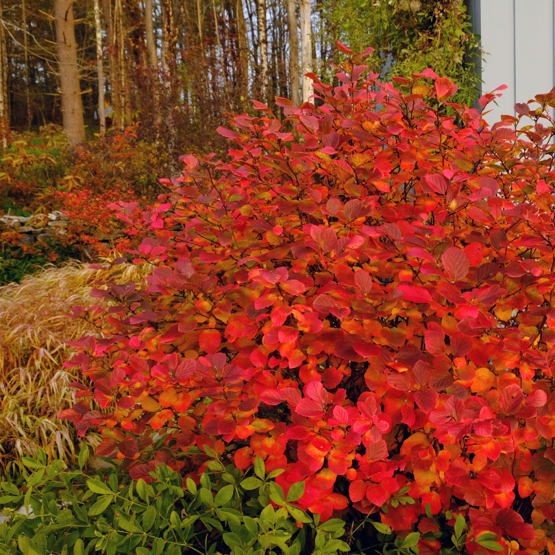 Fothergilla shrub with red and orange leaves in a natural setting with trees and grass.