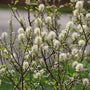 Close up image of fuzzy white bottlebrush flowers