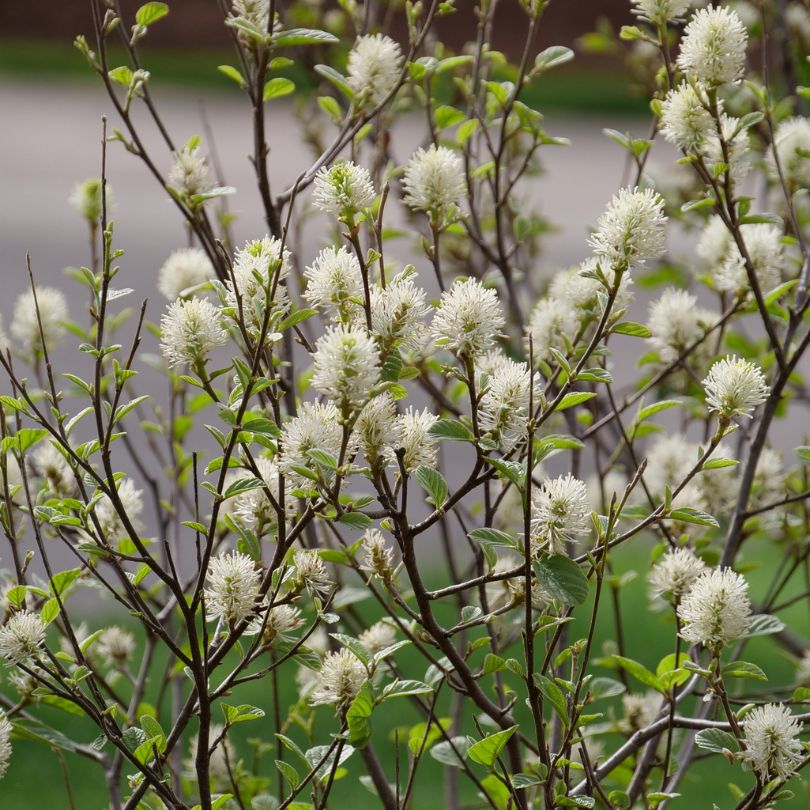 Close up image of fuzzy white bottlebrush flowers