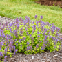 'Lemon Purrfection' Catmint has a space-saving habit that doesn't skimp on beautiful, vibrant color.
