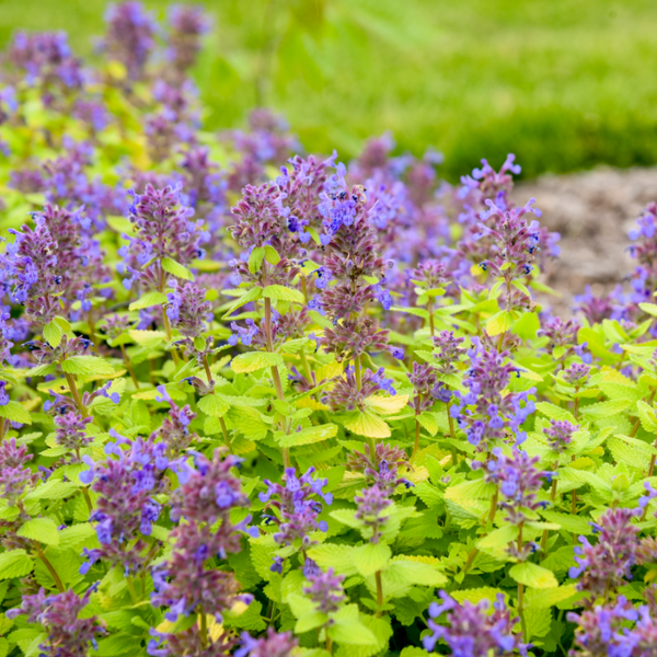 Lemon Purrfection' Catmint (Nepeta) | Perennials – Great Garden Plants