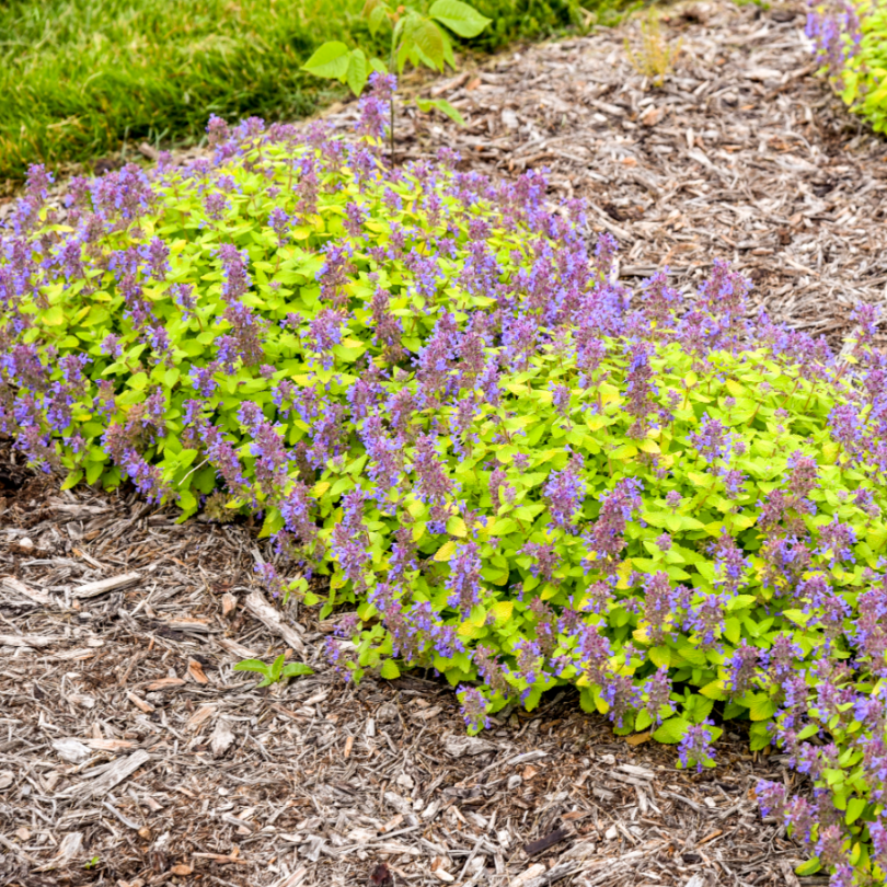 'Lemon Purrfection' Catmint has lavender-blue flowers covering this compact golden-yellow perennial.