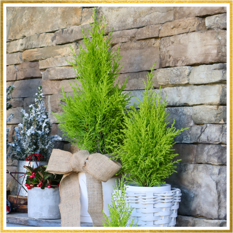 Holiday lemon cypress in a gold frame