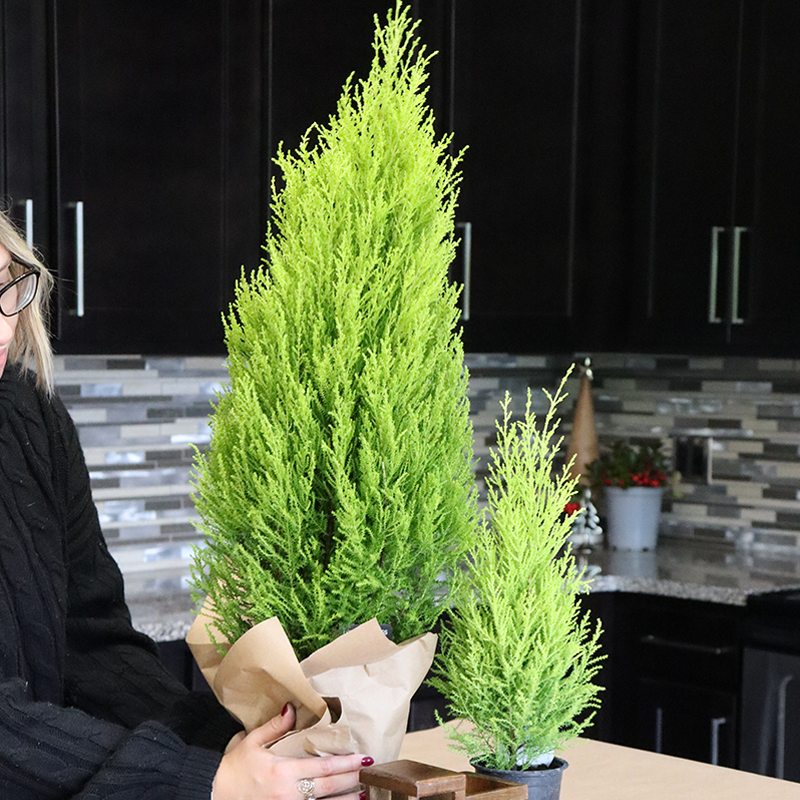 Lemon Cypress Holiday Tree