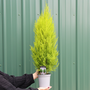 Person holding a potted lemon cypress plant against a green metal wall