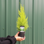 Person holding a small potted lemon cypress plant with a green background