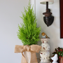 Bright green Lemon Cypress foliage on a holiday mantle