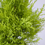 Up close image of lemon cypress foliage