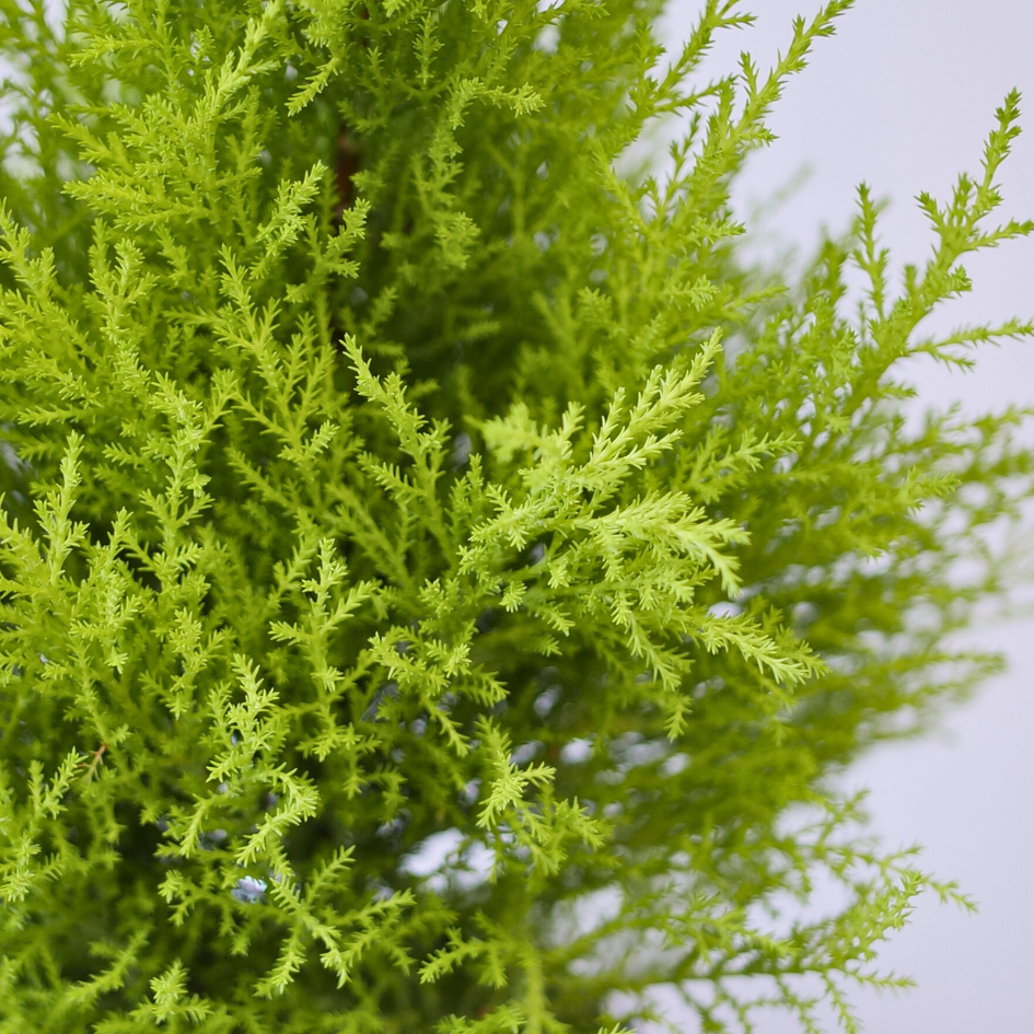 Up close image of lemon cypress foliage