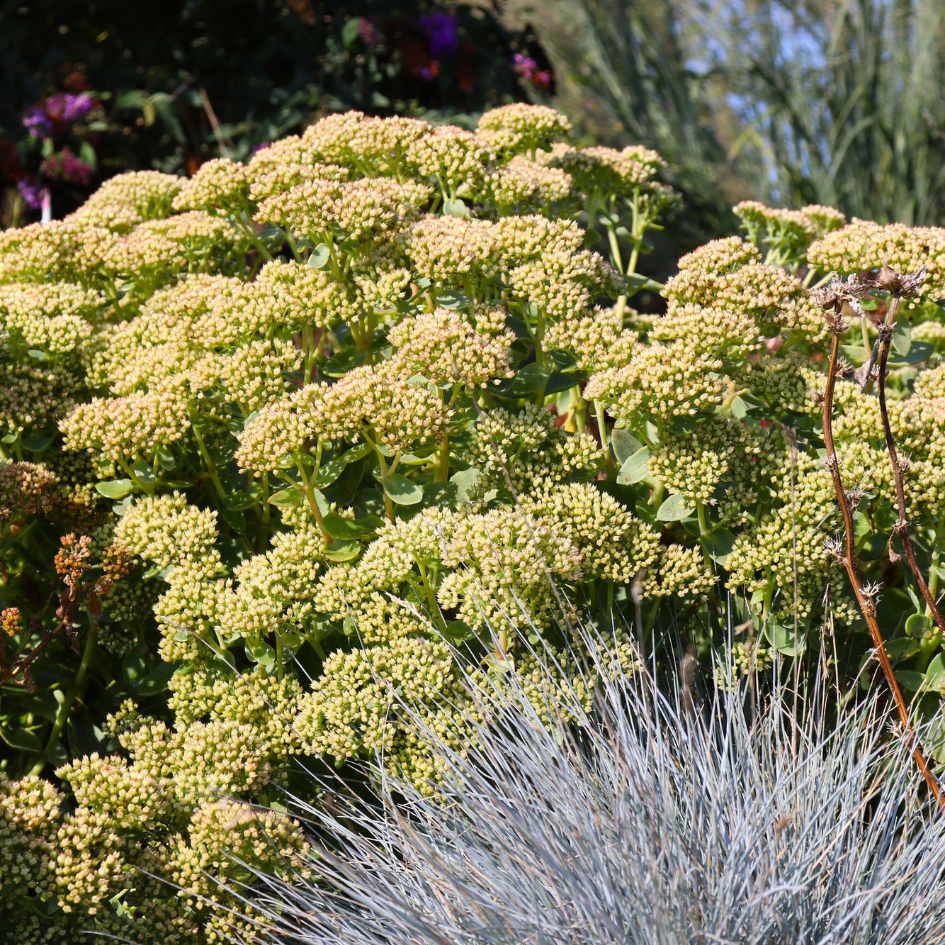lemon jade plant Rock 'N Grow 'Lemonjade' Stonecrop