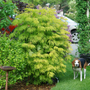 Dog standing next to green elderberry shrub