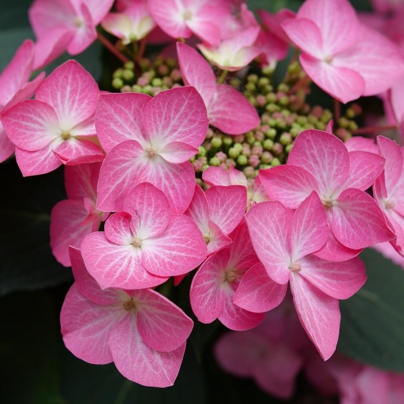 Gros plan sur des fleurs d'hortensia roses avec un arrière-plan flou