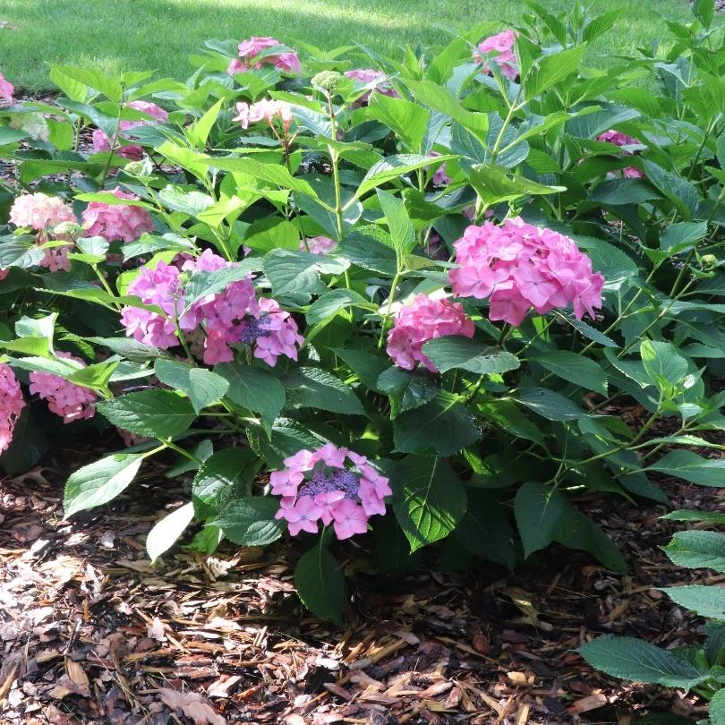 Let's Dance Hot Stepper™ Bigleaf Hydrangea | Proven Winners