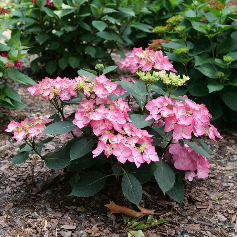 Fleurs d'hortensia roses à feuilles vertes dans un cadre de jardin