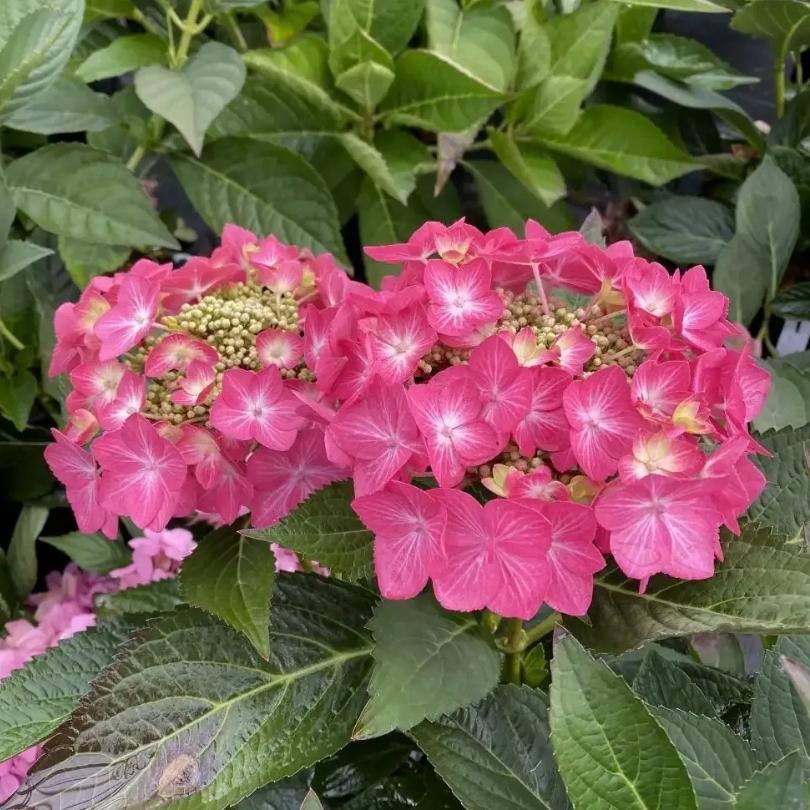 Gros plan sur les fleurs roses de l'hortensia à grandes feuilles Let's Dance Hot Stepper™ avec des feuilles vertes en arrière-plan