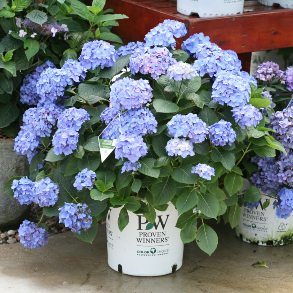 Large blue hydrangea flowers cascading out of Proven Winners gallon