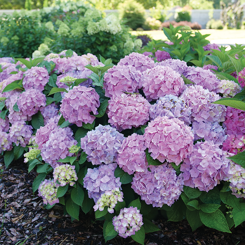 Let's Dance Sky View® Bigleaf Hydrangea | Proven Winners – Great