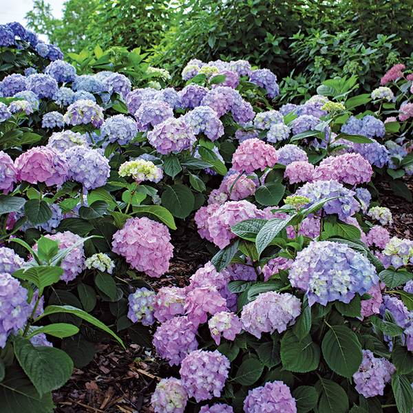 Let's Dance Sky View® Bigleaf Hydrangea | Proven Winners – Great