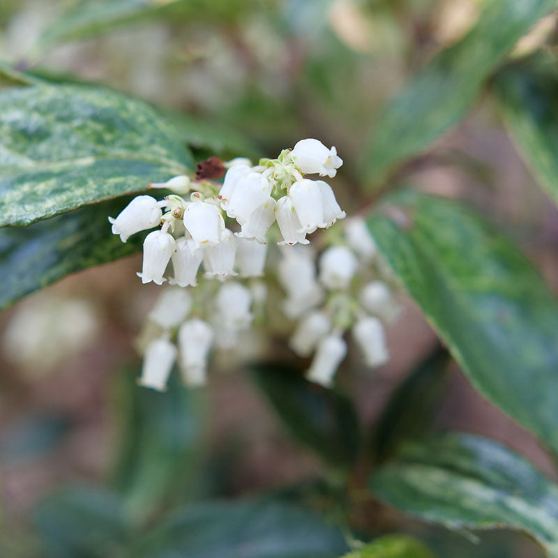 Paisley Pup™ Doghobble For Sale | Proven Winners – Great Garden Plants