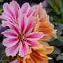 Close up of 'Little Plum' Lewisia's bright pink blooms