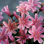 Close up of 'Little Plum' Lewisia's bright pink blooms