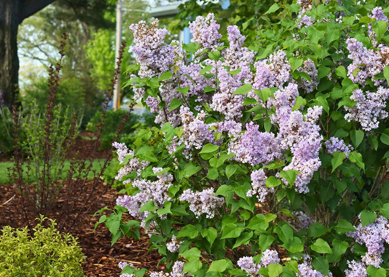 Blossoming purple lilac flowers with green leaves in a spring garden