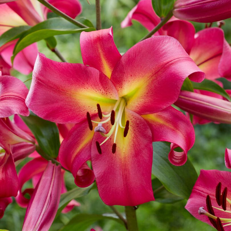 Gros plan sur une fleur de lys 'Empoli' rose vif à cœur jaune