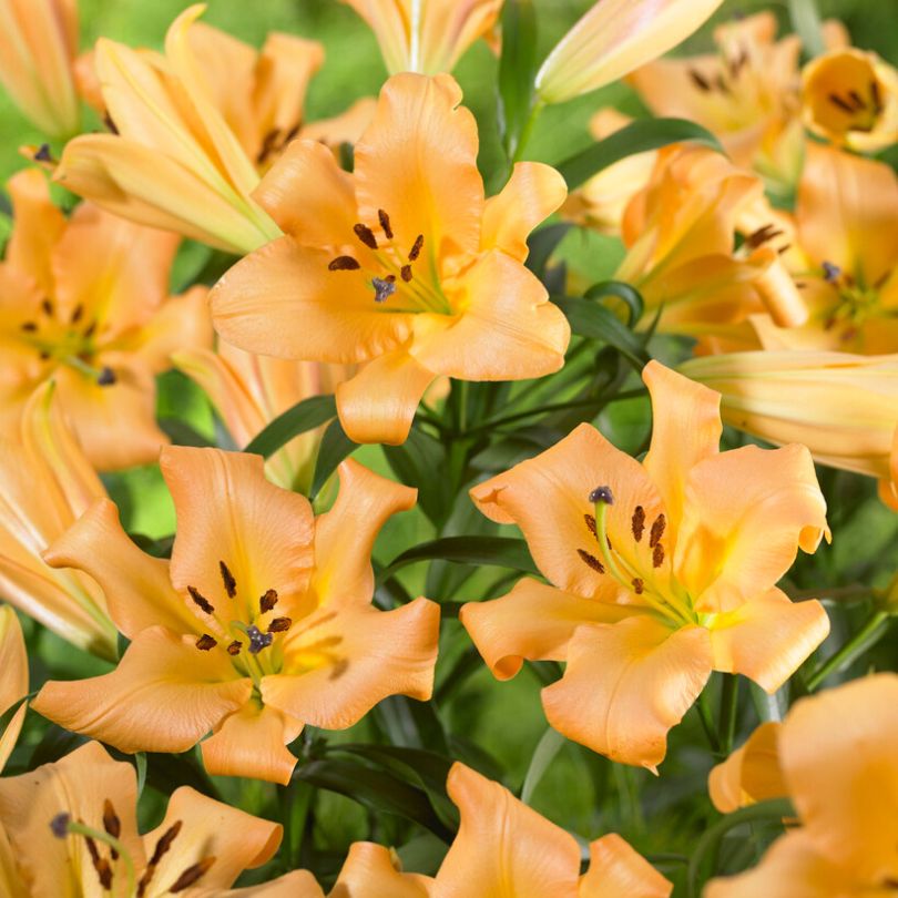 Gros plan sur des lys orange 'Saltarello' à feuilles vertes