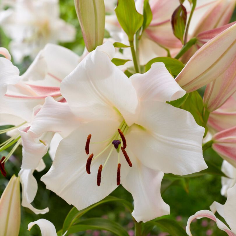 Gros plan d'une fleur de lys blanc à feuilles vertes sur fond flou.