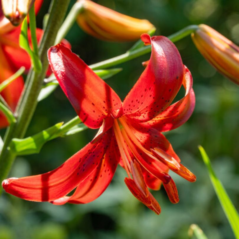 Gros plan d'une fleur de lys rouge avec des feuilles vertes en arrière-plan