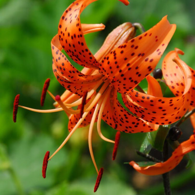 Close-up of an orange tiger lily flower with black spots against a blurred green background