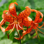 Close-up of orange tiger lilies with black spots against a green background