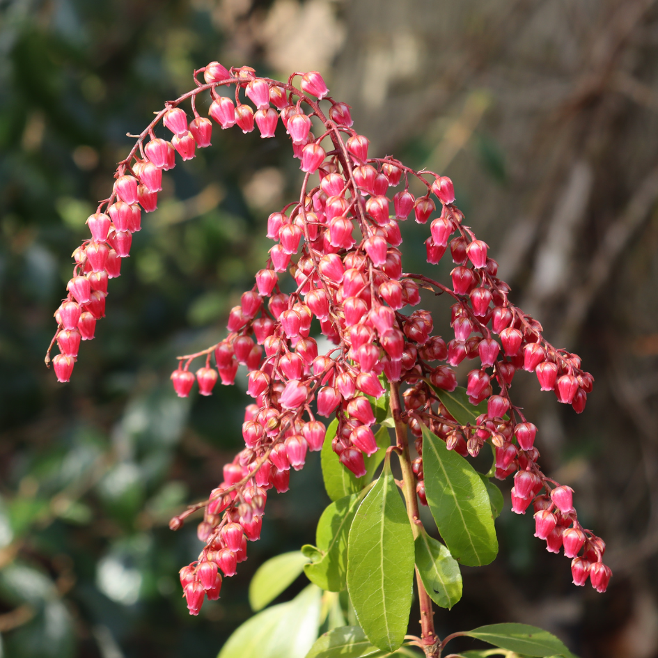 Beautiful lily of the valley flowers shining bright in a sunny garde