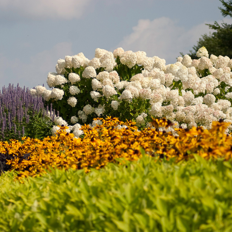 Hortensia 'Limelight' dans une haie de jardin ensoleillée plantée de sauges et de rudbeckias