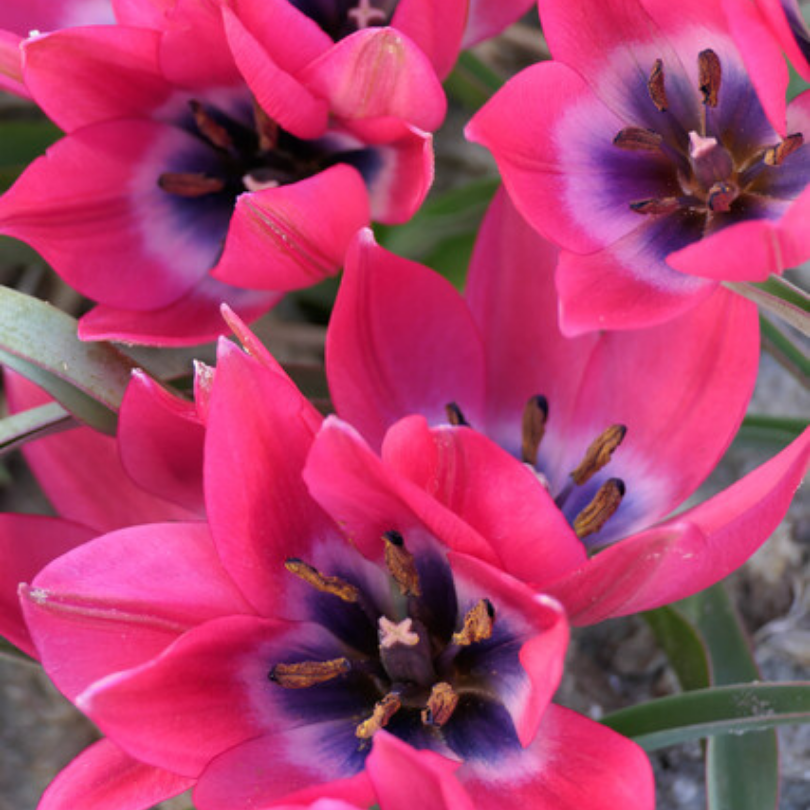 Great Garden Plants Little Beauty Tulip - Thumbnail 2