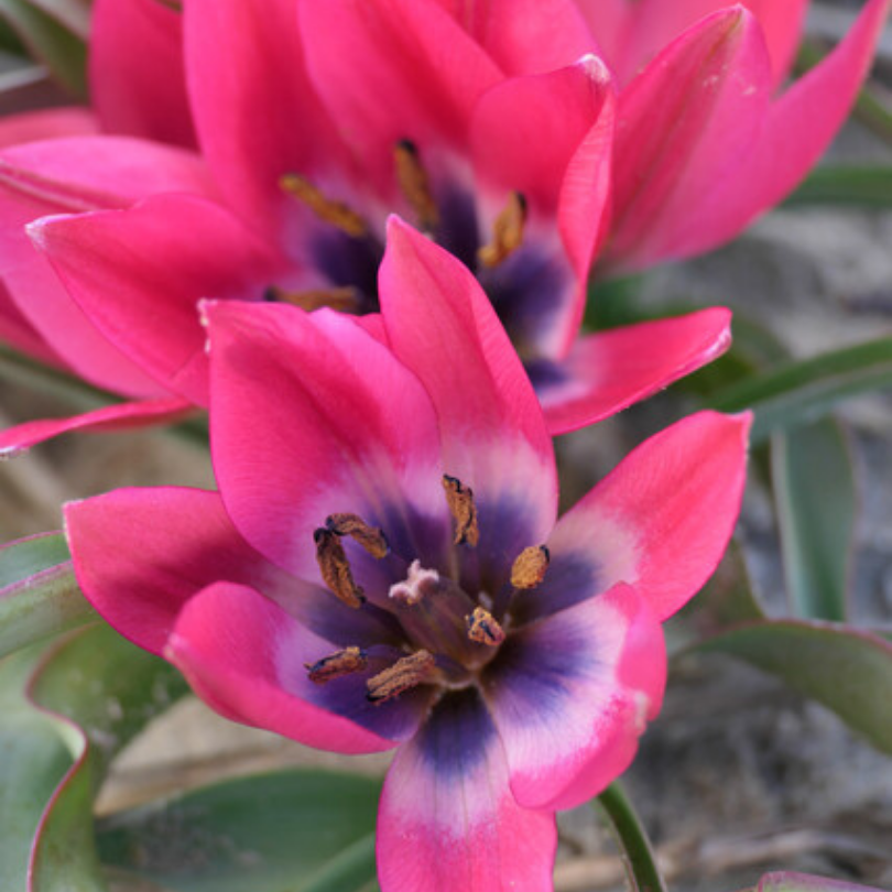 Vue aérienne de tulipes naines Little Beauty rose vif et violettes en pleine floraison