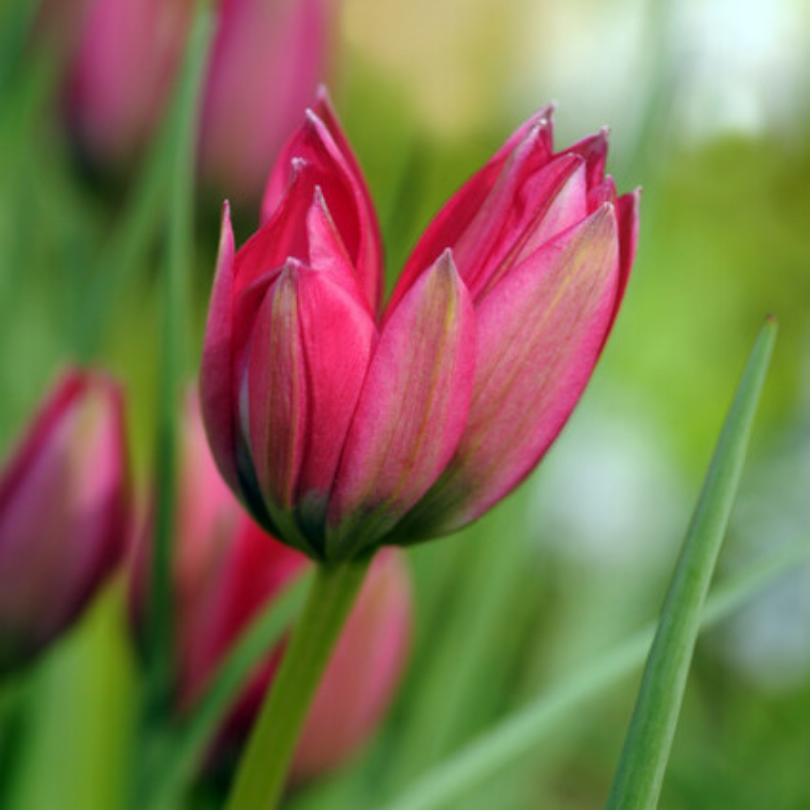 Great Garden Plants Little Beauty Tulip - Thumbnail 3