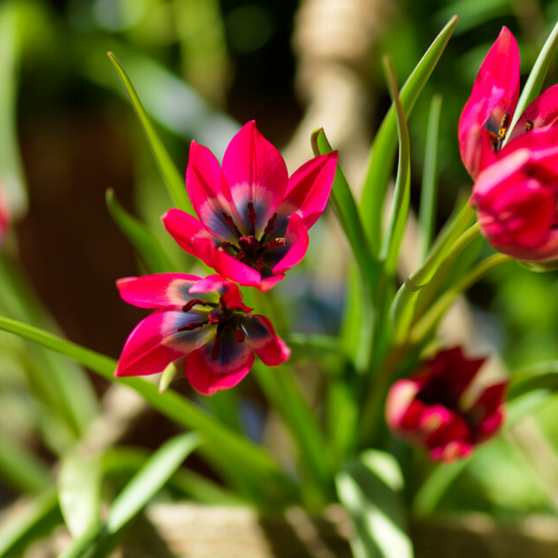 Great Garden Plants Little Beauty Tulip - Thumbnail 5
