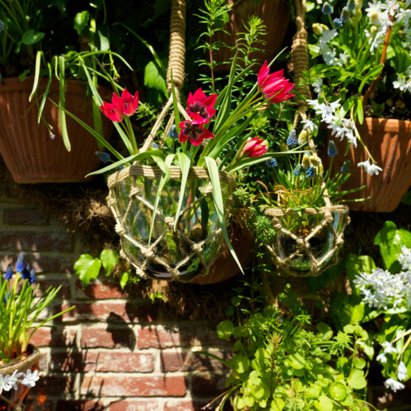 Great Garden Plants Little Beauty Tulip