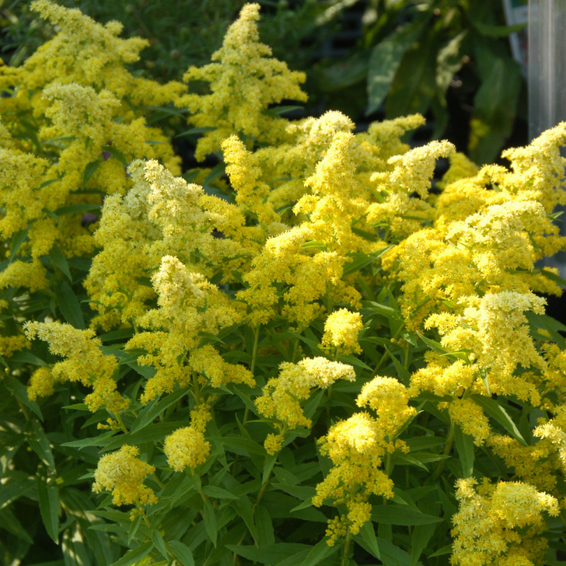 Des verges d'or jaune vif dans une haie de jardin